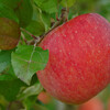 林檎の季節