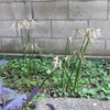花終る