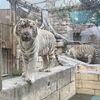 ホワイトタイガーに会えた♪ プールと遊園地も楽しい東武動物公園｜2026年夏休みの思い出③