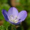 いぬのふぐりの花