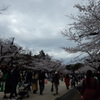 都内「上野公園」で本格的な花見！！（３）