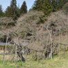 高山・飛騨古川（４月６日）