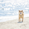 いつまでも愛される柴犬♡性格や飼い方・かかりやすい病気は？