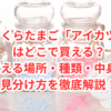 【保存版】びっくらたまご「アイカツ！」はどこで買える？買える場所・種類・中身の見分け方を徹底解説！