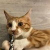南郷7丁目の保護猫カフェ「猫SUNCAFE」に行ってきた
