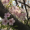 今年も桜満開でございます