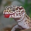 レオパが警戒している　飼いヤモリに手を噛まれたら