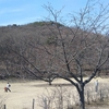 河津桜が咲く山を