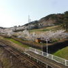 御所の台の桜が見頃だよ！