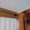 テントウムシと同居