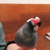 文鳥はなぜ首をかしげるのか