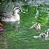学校の池に赤ちゃん3羽　上尾小でカルガモ誕生（埼玉県）