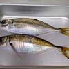 地物真アジ・真イワシ・ニベさつま揚げ