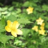 土岳の春の花