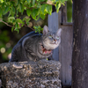 八重山諸島のねこさん