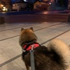 二日分の話。柴犬の留守番について。