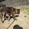 老犬ホームあん｜新人さん ジロー君