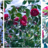 Vol.54 ミニ別荘の庭に自宅の鉢植え紫陽花を移植しました。（￣︶￣）↗　