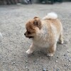 老犬ホームあん｜新人さん ノア^^