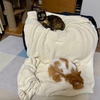 あったか毛布タワーの完成。