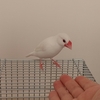 ７羽のクリッピングしてあった文鳥達④