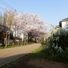 桜の季節は短し