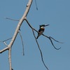 オオミドリヤマセミ(Amazon Kingfisher)の♂