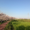 【秘密の絶景！人少なめ！】曇川の桜並木（兵庫県稲美町）は  神戸・大阪・加古川・姫路・明石・西宮・芦屋・京都からも日帰りOK！お花見名所・穴場スポット！ 