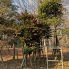 ２．７（金・晴れ）間接殺人者は県知事に相応しくない。
