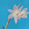 Dendrobium fairchildae x  victoriae-reginae  