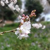 梅と桜の見分け方【桜の花枝はいつ伸びる？】