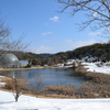新潟県立植物園へ河津ざくらを観に行ってきました