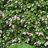 そう読むんだ  木天蓼