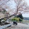 満開の桜と海と