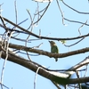 ミミアオゴシキドリ(Green-eared Barbet)