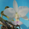 Cattleya  walkeriana f.s/a`Enami'