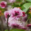 尾山神社の菊桜