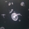 加茂水族館ふたたび