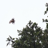 ズグロウタイチメドリ Rufous Sibia