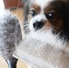 ＼愛犬の毛玉、これで解決！／犬の毛玉対策まとめ｜スプレー・ブラシ・日常ケアまで徹底解説