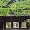 新緑の禅寺「曹源寺」へ　/ Go to the Sogenji, a Zen Temple in the fresh greenery!