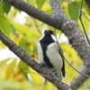 今日は二本立て！野鳥編！