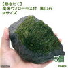 （水草）巻きたて　南米ウィローモス　風山石　Mサイズ（約12〜15cm）（無農薬）（5個）