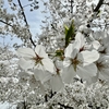 小話　桜