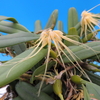 Bulbophyllum vaginatum