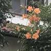 凌霄花