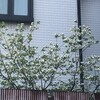 花水木