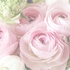 🌸フローラル系 おすすめギフト🎁