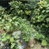 庭で夏野菜 25　【草取り】