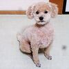 今後のトリミングをどうすべきか